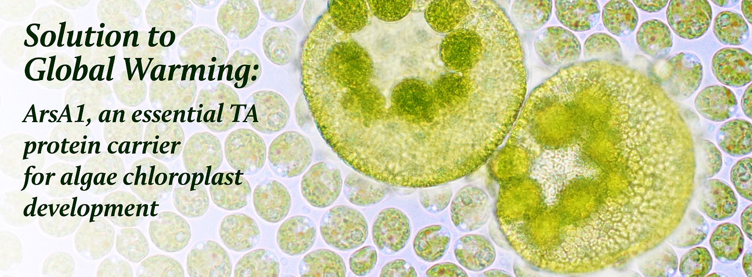 Solution to Global Warming: ArsA1, an essential TA protein carrier for algae chloroplast development