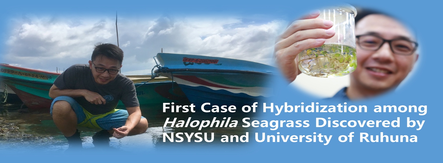 First case of hybridization among Halophila seagrass discovered by NSYSU and University of Ruhuna